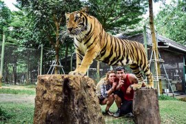 tiger visit phuket