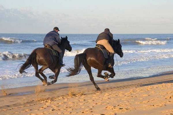 Phuket International Horse Club 