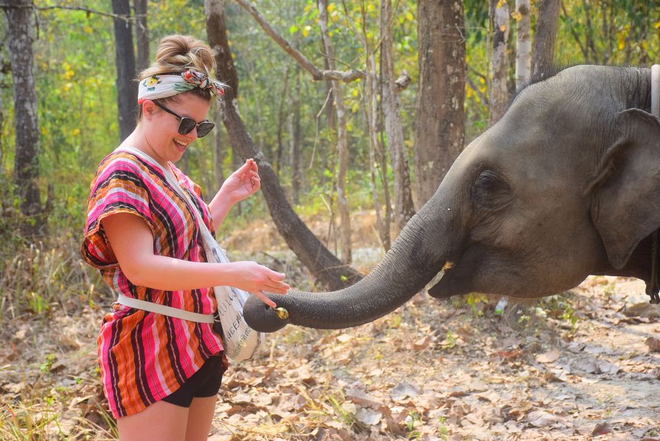 Phuket Elephant Feeding Program