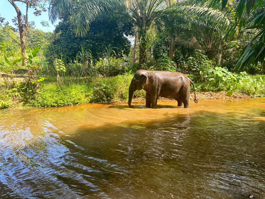 khao lak elephant tour