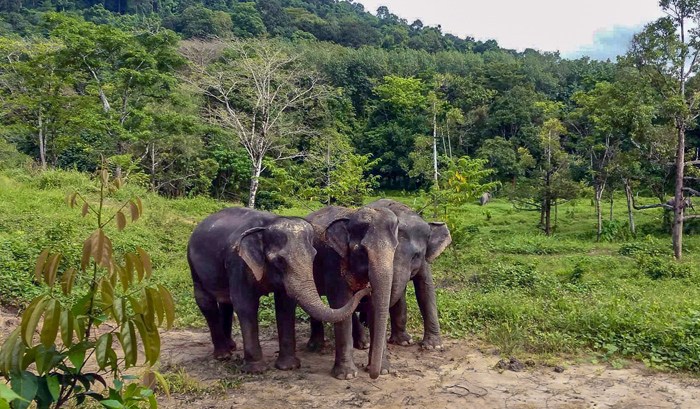 A Morning at Phuket Elephant Sanctuary – 