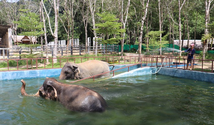 A Morning at Phuket Elephant Sanctuary – Phuket.Net