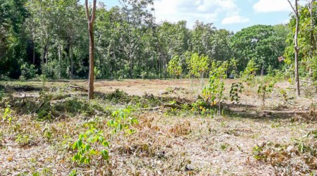 One and half Rai Flat Land at Cape Yamu