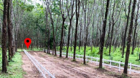 5 Rai Flat Land For Sale in Cherng Talay