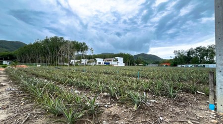 Build Ready 3 Rai Flat Land in Manik